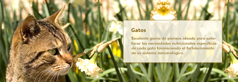 enlace a sección de piensos de gatos Coalsa